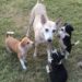 Erano stati abbandonati e cercavano un posto sicuro. La cagnolina continuava a proteggere i piccoli nonostante fosse stanca e provata.