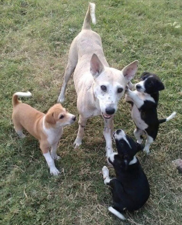 Erano stati abbandonati e cercavano un posto sicuro. La cagnolina continuava a proteggere i piccoli nonostante fosse stanca e provata.