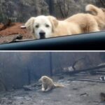La casa è distrutta dalle fiamme, ma tra le macerie trovano ancora il loro cane ad aspettare
