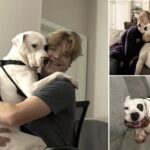 Dimenticato per anni in rifugio, Petey trova finalmente casa: il suo sorriso dice tutto