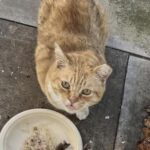 Apre la porta al mattino e trova un gatto in giardino: lui entra e mangia con gli altri