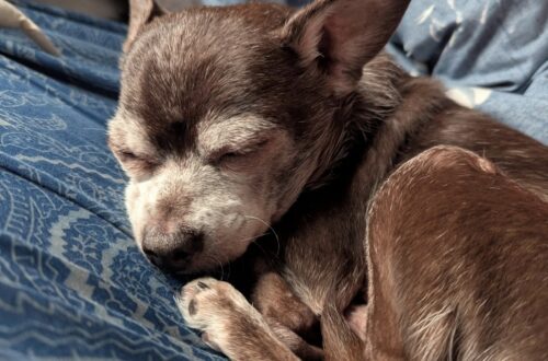 Era denutrito, disidratato e quasi incapace di camminare. Nessuno lo ha reclamato, ma oggi quel vecchio cane ha finalmente una casa. Quando lo hanno trovato, Little Bear vagava in cerchio sul ciglio della strada. Era molto magro, disidratato e riusciva a camminare con grande difficoltà. Le sue condizioni hanno fatto subito pensare che avesse trascorso molto tempo senza ricevere cure adeguate. La famiglia che lo ha soccorso ha provato a rintracciare eventuali proprietari, ma nessuno si è fatto avanti. Non è stato possibile stabilire se fosse stato abbandonato oppure se dietro la sua situazione ci fosse una lunga negligenza. Alcuni dettagli, però, hanno aumentato i dubbi: molte unghie presentavano la parte viva molto lunga, segno compatibile con una manutenzione trascurata da tempo. Da quel momento Little Bear è rimasto con le persone che lo avevano trovato. E il suo carattere si è rivelato subito molto affettuoso. Segue la sua nuova proprietaria ovunque e cerca continuamente il contatto, come se non volesse perdere di vista chi ora si prende cura di lui. Lei lo ha chiamato Little Bear, “piccolo orsetto”, e ormai lo considera parte della famiglia. Non sa quanti anni potranno trascorrere ancora insieme, ma una cosa è certa: il cane trovato allo stremo lungo una strada rurale oggi non deve più cercare un posto dove sentirsi al sicuro.