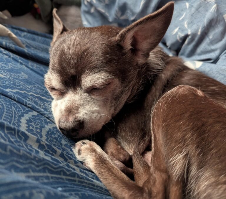 Era denutrito, disidratato e quasi incapace di camminare. Nessuno lo ha reclamato, ma oggi quel vecchio cane ha finalmente una casa. Quando lo hanno trovato, Little Bear vagava in cerchio sul ciglio della strada. Era molto magro, disidratato e riusciva a camminare con grande difficoltà. Le sue condizioni hanno fatto subito pensare che avesse trascorso molto tempo senza ricevere cure adeguate. La famiglia che lo ha soccorso ha provato a rintracciare eventuali proprietari, ma nessuno si è fatto avanti. Non è stato possibile stabilire se fosse stato abbandonato oppure se dietro la sua situazione ci fosse una lunga negligenza. Alcuni dettagli, però, hanno aumentato i dubbi: molte unghie presentavano la parte viva molto lunga, segno compatibile con una manutenzione trascurata da tempo. Da quel momento Little Bear è rimasto con le persone che lo avevano trovato. E il suo carattere si è rivelato subito molto affettuoso. Segue la sua nuova proprietaria ovunque e cerca continuamente il contatto, come se non volesse perdere di vista chi ora si prende cura di lui. Lei lo ha chiamato Little Bear, “piccolo orsetto”, e ormai lo considera parte della famiglia. Non sa quanti anni potranno trascorrere ancora insieme, ma una cosa è certa: il cane trovato allo stremo lungo una strada rurale oggi non deve più cercare un posto dove sentirsi al sicuro.