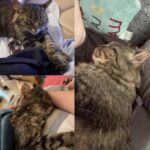Rocky ha 23 anni e non riesce più a camminare: la sua umana non è pronta a lasciarlo andare