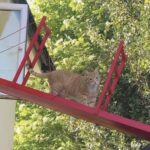 Dopo la caduta del gatto, decide di fare qualcosa di impensabile per proteggerlo