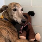 Aveva una zampa ferita e non cercava più nessuno: Steven teneva stretto solo il suo peluche