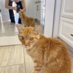 Vede un gattino bloccato nel fiume e si tuffa vestita: così salva Kerny
