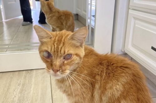 Vede un gattino bloccato nel fiume e si tuffa vestita: così salva Kerny Era fermo su una roccia mentre l’acqua correva forte. Dopo il salvataggio, il veterinario ha scoperto che serviva un intervento urgente. Durante un campeggio con la suocera e alcuni amici, una donna ha notato qualcosa di insolito in mezzo a un fiume impetuoso. Su una roccia c’era un piccolo gatto, bloccato dall’acqua e senza una via d’uscita. La donna non ha aspettato. Si è tuffata ancora vestita e ha raggiunto il gattino, riuscendo a portarlo fuori dal fiume. Il salvataggio, però, era soltanto l’inizio. Nonostante il marito fosse allergico ai gatti, il piccolo è stato portato a casa e subito accompagnato da un veterinario d’emergenza. Le sue condizioni richiedevano un intervento chirurgico: uno degli occhi ha dovuto essere rimosso, mentre l’altro è ancora sottoposto a cure. La famiglia ha deciso di chiamarlo Kerny, prendendo spunto dal nome del fiume in cui era stato trovato. Con il passare del tempo le sue condizioni sono migliorate. Oggi Kerny sta bene e si è adattato alla nuova casa. Ha stretto anche un rapporto molto stretto con il cane di famiglia. I due vanno d’accordo e spesso finiscono per dormire insieme sul letto. Kerny ha perso un occhio, ma dopo quel giorno trascorso su una roccia in mezzo alla corrente ha trovato una famiglia che ha deciso di tenerlo con sé.