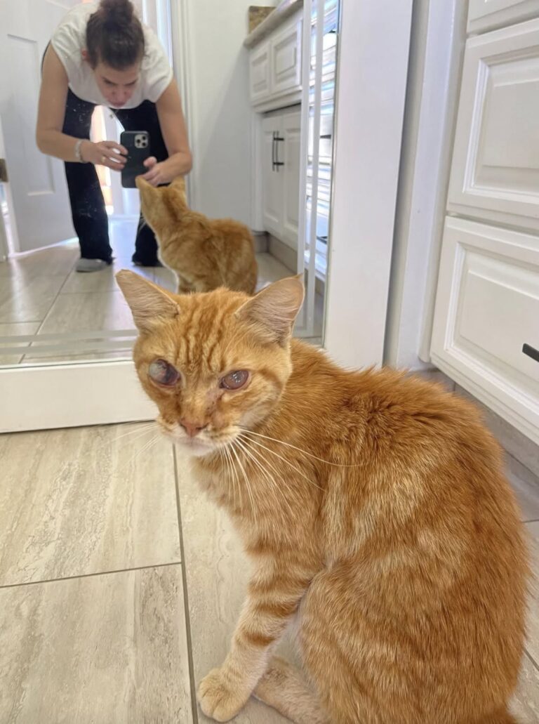 Vede un gattino bloccato nel fiume e si tuffa vestita: così salva Kerny Era fermo su una roccia mentre l’acqua correva forte. Dopo il salvataggio, il veterinario ha scoperto che serviva un intervento urgente. Durante un campeggio con la suocera e alcuni amici, una donna ha notato qualcosa di insolito in mezzo a un fiume impetuoso. Su una roccia c’era un piccolo gatto, bloccato dall’acqua e senza una via d’uscita. La donna non ha aspettato. Si è tuffata ancora vestita e ha raggiunto il gattino, riuscendo a portarlo fuori dal fiume. Il salvataggio, però, era soltanto l’inizio. Nonostante il marito fosse allergico ai gatti, il piccolo è stato portato a casa e subito accompagnato da un veterinario d’emergenza. Le sue condizioni richiedevano un intervento chirurgico: uno degli occhi ha dovuto essere rimosso, mentre l’altro è ancora sottoposto a cure. La famiglia ha deciso di chiamarlo Kerny, prendendo spunto dal nome del fiume in cui era stato trovato. Con il passare del tempo le sue condizioni sono migliorate. Oggi Kerny sta bene e si è adattato alla nuova casa. Ha stretto anche un rapporto molto stretto con il cane di famiglia. I due vanno d’accordo e spesso finiscono per dormire insieme sul letto. Kerny ha perso un occhio, ma dopo quel giorno trascorso su una roccia in mezzo alla corrente ha trovato una famiglia che ha deciso di tenerlo con sé.