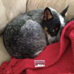 Max è uscito dal rifugio solo ieri: ora si nasconde sotto una coperta e osserva tutto