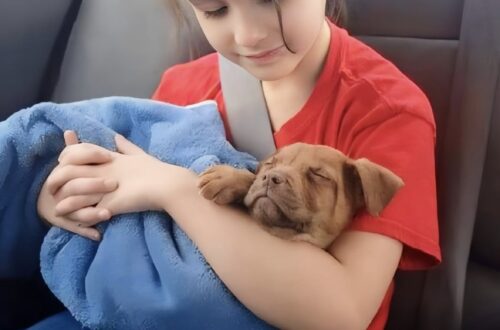Dopo una lunga attesa, la bambina ha potuto finalmente stringere tra le braccia il cane che desiderava da tempo.
