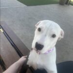Adottano una cagnolina forse incrocio pitbull: non tutti in famiglia sono d’accordo