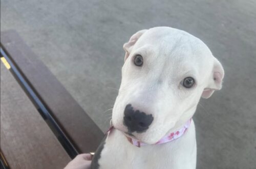 La nuova arrivata è dolce e affettuosa, ma il possibile legame con il pitbull ha suscitato timori tra alcuni parenti.