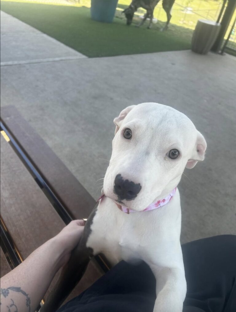La nuova arrivata è dolce e affettuosa, ma il possibile legame con il pitbull ha suscitato timori tra alcuni parenti.
