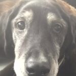 Jack tremava davanti a tutti, poi scelse un uomo e gli rimase accanto per sedici anni