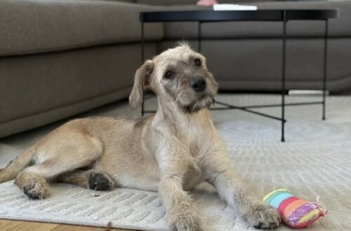Entrano al rifugio “solo per guardare”: poi vedono Eli e cambia tutto Dopo settimane trascorse ad aspettare, la cagnolina lascia finalmente il rifugio e affronta con cautela il suo primo giorno a casa. Eli era rimasta per settimane nel rifugio locale, mentre altri cani arrivavano e poi se ne andavano con le loro nuove famiglie. Quel giorno, però, qualcuno è entrato senza un piano preciso. L’idea era soltanto quella di dare un’occhiata. Poi hanno visto lei. Eli era seduta tranquilla, con i suoi grandi occhi rivolti verso i visitatori. È bastato poco perché quella visita cambiasse direzione: la famiglia ha deciso di adottarla. Quando è arrivato il momento di lasciare il rifugio, la cagnolina è uscita con passi esitanti e la coda che si muoveva lentamente. Tutto intorno a lei era nuovo. Durante il viaggio verso casa, però, è arrivato il primo segnale di fiducia: Eli ha appoggiato la testa sulle ginocchia della persona seduta accanto a lei. Una volta entrata nella nuova casa, ha iniziato subito a esplorare. Ha annusato gli angoli, osservato con cautela i nuovi giochi e continuato a tenere d’occhio le persone intorno a lei. Ha già scelto anche il suo posto preferito, vicino a una finestra. E nel frattempo è riuscita perfino a impossessarsi di qualche calzino. Dopo settimane trascorse nel rifugio, Eli ha così passato la sua prima giornata nella casa che da oggi sarà la sua.