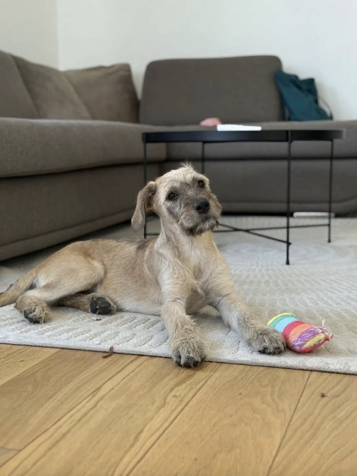 Entrano al rifugio “solo per guardare”: poi vedono Eli e cambia tutto Dopo settimane trascorse ad aspettare, la cagnolina lascia finalmente il rifugio e affronta con cautela il suo primo giorno a casa. Eli era rimasta per settimane nel rifugio locale, mentre altri cani arrivavano e poi se ne andavano con le loro nuove famiglie. Quel giorno, però, qualcuno è entrato senza un piano preciso. L’idea era soltanto quella di dare un’occhiata. Poi hanno visto lei. Eli era seduta tranquilla, con i suoi grandi occhi rivolti verso i visitatori. È bastato poco perché quella visita cambiasse direzione: la famiglia ha deciso di adottarla. Quando è arrivato il momento di lasciare il rifugio, la cagnolina è uscita con passi esitanti e la coda che si muoveva lentamente. Tutto intorno a lei era nuovo. Durante il viaggio verso casa, però, è arrivato il primo segnale di fiducia: Eli ha appoggiato la testa sulle ginocchia della persona seduta accanto a lei. Una volta entrata nella nuova casa, ha iniziato subito a esplorare. Ha annusato gli angoli, osservato con cautela i nuovi giochi e continuato a tenere d’occhio le persone intorno a lei. Ha già scelto anche il suo posto preferito, vicino a una finestra. E nel frattempo è riuscita perfino a impossessarsi di qualche calzino. Dopo settimane trascorse nel rifugio, Eli ha così passato la sua prima giornata nella casa che da oggi sarà la sua.