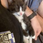 Trovano un piccolo gatto lasciato solo: il suo carattere cambia subito l’atmosfera
