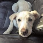 Aveva perso il suo cane e non voleva più soffrire: poi ha incontrato lui