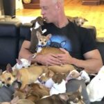 Bobby prendeva in giro i Chihuahua, poi Lady gli ha cambiato completamente la vita