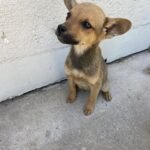 Trova un cagnolino solo su una strada trafficata: basta uno sguardo per cambiare tutto