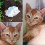 Due giorni lontano da casa, un malore improvviso e il sospetto di avvelenamento: il gatto non ce l’ha fatta