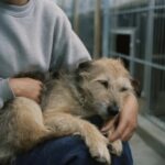 Al rifugio tutti le chiedono se è sicura: lei sceglie il cane che nessuno voleva