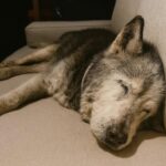 La sua Husky muore all’improvviso a nove anni: «Un attimo prima dormiva sul divano»
