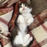 Appena arrivata a casa, la gattina fa un gesto inatteso: due settimane dopo dorme già con lei