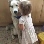 L’husky aveva smesso di sperare: una bambina gli restituisce la voglia di scodinzolare