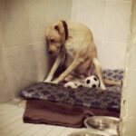 Era il cane che nessuno sceglieva: teneva stretta una pallina e aspettava in silenzio