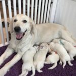 Trova una cagnolina troppo debole per alzare la testa: accanto a lei ci sono 9 cuccioli