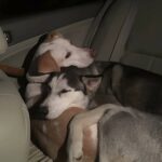 Separati per giorni, i due cani si ritrovano e si addormentano subito abbracciati