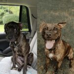 Lenny aveva paura perfino delle foglie: un anno dopo è un altro cane