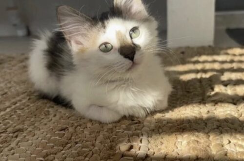 Per giorni sente deboli miagolii dalla casa abbandonata: dentro trova una gattina sola Quel suono arrivava sempre dallo stesso punto. Quando decide di controllare, scopre una piccola gatta intrappolata e affamata. Per un paio di giorni aveva sentito dei miagolii deboli, ma all’inizio non aveva dato troppo peso a quel suono. Poi qualcosa lo ha spinto a prestare più attenzione. I versi sembravano arrivare dalla casa abbandonata accanto alla sua. Così ha deciso di controllare, cercando di capire se ci fosse davvero un animale all’interno. Lì ha trovato una piccola gatta. Era sola, affamata e intrappolata dentro l’edificio. Non è chiaro da quanto tempo si trovasse lì, ma quei miagolii erano diventati l’unico modo per segnalare la sua presenza. A quel punto la decisione è stata immediata. La gattina è stata portata fuori dalla casa abbandonata e accolta in quella del suo soccorritore. Da quel giorno è passato circa un mese. Nel frattempo la piccola non è rimasta una presenza temporanea. È diventata parte della famiglia e della quotidianità di chi l’ha trovata. Quello che era iniziato con un rumore quasi ignorato si è trasformato così in un incontro destinato a cambiare tutto. Oggi la gattina vive nella nuova casa e la persona che l’ha salvata racconta di non riuscire più a immaginare la propria vita senza di lei.