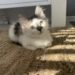 Per giorni sente deboli miagolii dalla casa abbandonata: dentro trova una gattina sola Quel suono arrivava sempre dallo stesso punto. Quando decide di controllare, scopre una piccola gatta intrappolata e affamata. Per un paio di giorni aveva sentito dei miagolii deboli, ma all’inizio non aveva dato troppo peso a quel suono. Poi qualcosa lo ha spinto a prestare più attenzione. I versi sembravano arrivare dalla casa abbandonata accanto alla sua. Così ha deciso di controllare, cercando di capire se ci fosse davvero un animale all’interno. Lì ha trovato una piccola gatta. Era sola, affamata e intrappolata dentro l’edificio. Non è chiaro da quanto tempo si trovasse lì, ma quei miagolii erano diventati l’unico modo per segnalare la sua presenza. A quel punto la decisione è stata immediata. La gattina è stata portata fuori dalla casa abbandonata e accolta in quella del suo soccorritore. Da quel giorno è passato circa un mese. Nel frattempo la piccola non è rimasta una presenza temporanea. È diventata parte della famiglia e della quotidianità di chi l’ha trovata. Quello che era iniziato con un rumore quasi ignorato si è trasformato così in un incontro destinato a cambiare tutto. Oggi la gattina vive nella nuova casa e la persona che l’ha salvata racconta di non riuscire più a immaginare la propria vita senza di lei.