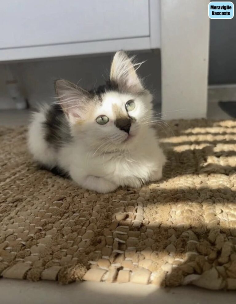 Per giorni sente deboli miagolii dalla casa abbandonata: dentro trova una gattina sola Quel suono arrivava sempre dallo stesso punto. Quando decide di controllare, scopre una piccola gatta intrappolata e affamata. Per un paio di giorni aveva sentito dei miagolii deboli, ma all’inizio non aveva dato troppo peso a quel suono. Poi qualcosa lo ha spinto a prestare più attenzione. I versi sembravano arrivare dalla casa abbandonata accanto alla sua. Così ha deciso di controllare, cercando di capire se ci fosse davvero un animale all’interno. Lì ha trovato una piccola gatta. Era sola, affamata e intrappolata dentro l’edificio. Non è chiaro da quanto tempo si trovasse lì, ma quei miagolii erano diventati l’unico modo per segnalare la sua presenza. A quel punto la decisione è stata immediata. La gattina è stata portata fuori dalla casa abbandonata e accolta in quella del suo soccorritore. Da quel giorno è passato circa un mese. Nel frattempo la piccola non è rimasta una presenza temporanea. È diventata parte della famiglia e della quotidianità di chi l’ha trovata. Quello che era iniziato con un rumore quasi ignorato si è trasformato così in un incontro destinato a cambiare tutto. Oggi la gattina vive nella nuova casa e la persona che l’ha salvata racconta di non riuscire più a immaginare la propria vita senza di lei.
