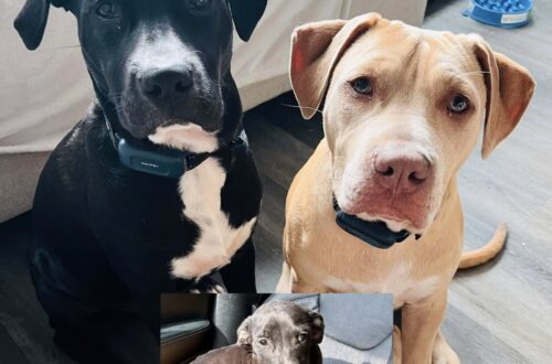 Li vede soli sul ciglio della strada e decide di fermarsi: due mesi dopo è cambiato tutto Erano spaventati e senza nessuno accanto. Una sosta sul ciglio della strada ha cambiato per sempre la vita di due cani. Due mesi fa erano sul ciglio della strada, soli e impauriti. Chi li ha notati avrebbe potuto proseguire. Invece si è fermato. Davanti a quei due cani senza qualcuno che si prendesse cura di loro, la decisione è arrivata quasi subito: lasciarli lì non era un’opzione. Così entrambi sono stati portati a casa. All’inizio c’era soprattutto il ricordo di quel ritrovamento, di due animali spaesati incontrati per caso lungo la strada. Poi, giorno dopo giorno, qualcosa ha cominciato a cambiare. I due cani hanno iniziato ad ambientarsi nella nuova casa e a mostrare un carattere completamente diverso da quello apparso durante il primo incontro. Le paure hanno lasciato spazio a una quotidianità fatta di code che si muovono senza sosta, sguardi più sereni e una presenza diventata rapidamente parte della famiglia. Chi li ha accolti racconta che portarli con sé è stata «la miglior decisione della mia vita». In appena due mesi, quei due cani trovati soli sul ciglio della strada sono diventati compagni felici e affettuosi, capaci di riempire la casa di allegria. Quello che era cominciato come un intervento per non abbandonarli al loro destino si è trasformato, per chi li ha accolti, in qualcosa di molto più importante: una nuova famiglia.