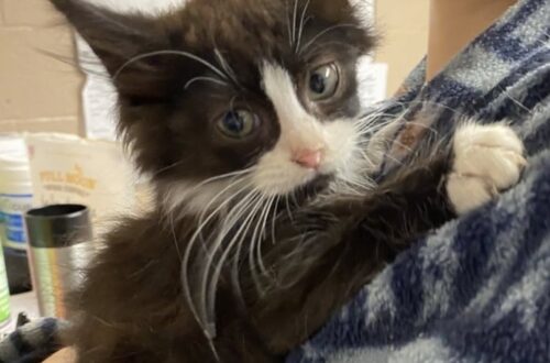 Sentono miagolare dal cofano: dentro il motore trovano un micetto terrorizzato In officina, alcuni meccanici hanno seguito quei versi fino al motore dell’auto. Lì hanno trovato un gattino minuscolo e impaurito. All’inizio erano solo piccoli miagolii, quasi coperti dai rumori dell’officina. Provenivano dal cofano di un’auto e hanno subito attirato l’attenzione dei meccanici. Dopo aver controllato con cautela, la squadra ha scoperto da dove arrivavano quei versi: nel vano motore era rimasto incastrato un micetto molto piccolo, sporco di grasso e visibilmente spaventato. Liberarlo ha richiesto pazienza. Uno degli operai è riuscito ad attirarlo lentamente fino a poterlo prendere senza fargli male. Poi lo ha avvolto in un asciugamano e lo ha tenuto vicino a sé mentre il gattino continuava a tremare. Una volta fuori dal motore, il piccolo è stato pulito e nutrito. In officina gli hanno anche dato subito un soprannome legato al luogo insolito in cui era stato trovato: il loro “gattino del motore”. Sembrava che il salvataggio potesse finire lì. Invece, durante quelle ore, uno dei meccanici si è affezionato particolarmente al micetto. Quando la giornata di lavoro è terminata, il piccolo non è rimasto in officina e non è stato lasciato nuovamente solo. È andato a casa proprio con uno degli uomini che aveva contribuito a salvarlo. Quello stesso giorno, il gattino trovato nel motore aveva già trovato anche una nuova famiglia.