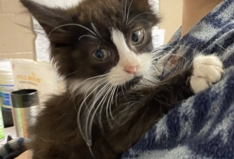 Sentono miagolare dal cofano: dentro il motore trovano un micetto terrorizzato In officina, alcuni meccanici hanno seguito quei versi fino al motore dell’auto. Lì hanno trovato un gattino minuscolo e impaurito. All’inizio erano solo piccoli miagolii, quasi coperti dai rumori dell’officina. Provenivano dal cofano di un’auto e hanno subito attirato l’attenzione dei meccanici. Dopo aver controllato con cautela, la squadra ha scoperto da dove arrivavano quei versi: nel vano motore era rimasto incastrato un micetto molto piccolo, sporco di grasso e visibilmente spaventato. Liberarlo ha richiesto pazienza. Uno degli operai è riuscito ad attirarlo lentamente fino a poterlo prendere senza fargli male. Poi lo ha avvolto in un asciugamano e lo ha tenuto vicino a sé mentre il gattino continuava a tremare. Una volta fuori dal motore, il piccolo è stato pulito e nutrito. In officina gli hanno anche dato subito un soprannome legato al luogo insolito in cui era stato trovato: il loro “gattino del motore”. Sembrava che il salvataggio potesse finire lì. Invece, durante quelle ore, uno dei meccanici si è affezionato particolarmente al micetto. Quando la giornata di lavoro è terminata, il piccolo non è rimasto in officina e non è stato lasciato nuovamente solo. È andato a casa proprio con uno degli uomini che aveva contribuito a salvarlo. Quello stesso giorno, il gattino trovato nel motore aveva già trovato anche una nuova famiglia.