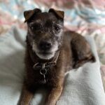 La cagnolina ha 17 anni e una polmonite: il pensiero più doloroso arriva di notte