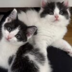 Trova un gattino di tre settimane, poi torna nello stesso posto e scopre che non era solo