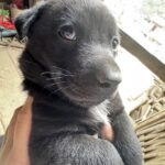Un cucciolo tremava sul ciglio della strada: lei ha aspettato un’ora prima di prenderlo