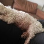 Winston ha condiviso con lui 19 anni di vita: ora resta un ultimo pisolino insieme