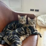 Noomi e Viggo erano due gattini soli per strada: pochi mesi dopo la loro vita è irriconoscibile