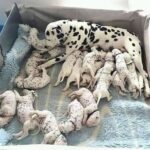 Una mamma cane non si allontana dai suoi cuccioli: tutto comincia nei primi istanti di vita