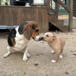 Per Milo sembrava non esistere nessun cane come lui, finché non ha incontrato Luna