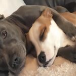 Penny arriva in casa e trasforma le giornate di un pitbull rimasto troppo tempo solo