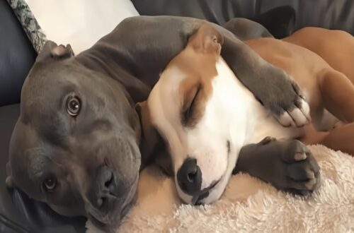 Restava spesso da solo, con la testa bassa. L’arrivo di un’altra cagnolina ha cambiato completamente le sue giornate. Per molto tempo questo pitbull è rimasto ai margini. Chi lo conosce racconta che veniva giudicato soprattutto per il suo aspetto. Qualcuno lo definiva persino “brutto”, e lui trascorreva gran parte delle giornate da solo, con la testa bassa e la coda quasi sempre immobile. Sembrava aver perso ogni voglia di interagire. Poi, nella stessa casa, è arrivata Penny. Quando è stata adottata, nessuno immaginava quale rapporto sarebbe nato tra i due. Eppure, fin dal primo incontro, qualcosa è cambiato. Penny ha iniziato subito a cercare la sua compagnia. Poco importava l’aspetto dell’altro cane: voleva giocare, stare vicino a lui e condividere le giornate. Da allora sono diventati inseparabili. Corrono insieme dietro alle palline, si riposano uno accanto all’altra e trascorrono gran parte del tempo nella stessa stanza. Il pitbull che prima restava spesso solo ha ricominciato a mostrare energia e partecipazione. Per la famiglia, osservare questa trasformazione è stato uno dei cambiamenti più evidenti. Penny non ha cancellato il passato, ma ha dato al suo nuovo compagno qualcosa che gli era mancato a lungo: una presenza costante accanto.