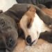 Restava spesso da solo, con la testa bassa. L’arrivo di un’altra cagnolina ha cambiato completamente le sue giornate. Per molto tempo questo pitbull è rimasto ai margini. Chi lo conosce racconta che veniva giudicato soprattutto per il suo aspetto. Qualcuno lo definiva persino “brutto”, e lui trascorreva gran parte delle giornate da solo, con la testa bassa e la coda quasi sempre immobile. Sembrava aver perso ogni voglia di interagire. Poi, nella stessa casa, è arrivata Penny. Quando è stata adottata, nessuno immaginava quale rapporto sarebbe nato tra i due. Eppure, fin dal primo incontro, qualcosa è cambiato. Penny ha iniziato subito a cercare la sua compagnia. Poco importava l’aspetto dell’altro cane: voleva giocare, stare vicino a lui e condividere le giornate. Da allora sono diventati inseparabili. Corrono insieme dietro alle palline, si riposano uno accanto all’altra e trascorrono gran parte del tempo nella stessa stanza. Il pitbull che prima restava spesso solo ha ricominciato a mostrare energia e partecipazione. Per la famiglia, osservare questa trasformazione è stato uno dei cambiamenti più evidenti. Penny non ha cancellato il passato, ma ha dato al suo nuovo compagno qualcosa che gli era mancato a lungo: una presenza costante accanto.